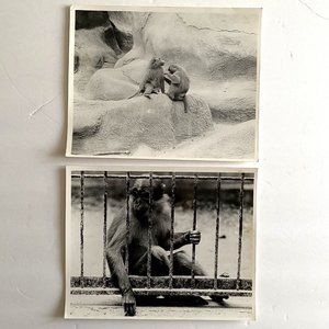 c1970 Original Monkeys Steven Willhite Black White Photographs Set of 2